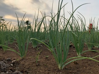 the shape of a newly growing shallot plant