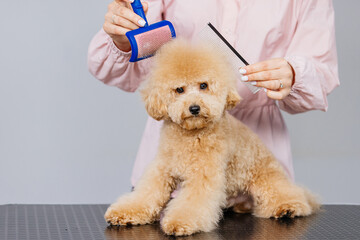 Cute female groomer combing the hair of a small cute maltipoo puppy. A funny little dog sits in a grooming salon or veterinary clinic. Cute poodle dog getting a haircut.