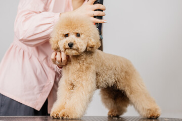 Groomer grooms little cute poodle puppy with trimmer. A woman doing her hair at a pet hairdresser...