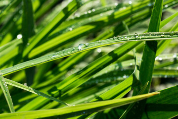 Beautiful drops of fresh morning dew in the macro of lush green grass. Dripping clear water, summer in nature. Artistic depiction of a clean environment.