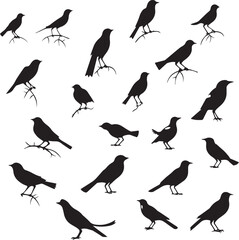 Set of black birds silhouette on white background 