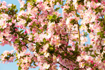 Chinese flowering crab-apple blooming