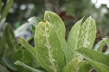 Sri Rejeki flower ornamental plant, Aglonema, happiness leaf, golden blanceng, Chinese evergreen in the garden