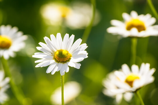 beautiful flowers. small field daisies, flowers close-up, clearing on the background. medicinal plants concept