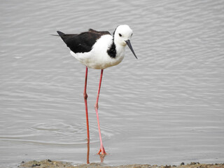 Pied Stilt Facing Camera