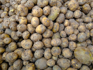 New Season Yellow potatoes top view in the local wholesale Market. Heap of white potatoes, top view Raw Food. filled frame background. City: Karachi, Pakistan.