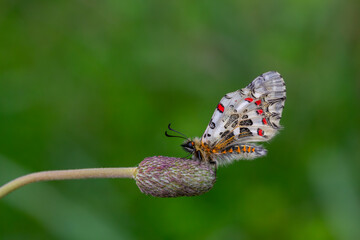 scalloped butterfly on plant, Zerynthia cerisyi