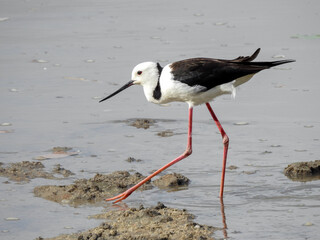 Pied Stilt Walking Along Shore