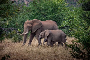 Fototapeta premium Elephant Family of 3 Generations taken in the Tuli Block of Botswana