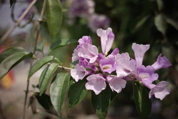 beautiful purple flowers pandorea bignoniaceae tabebuia clytostoma in the garden