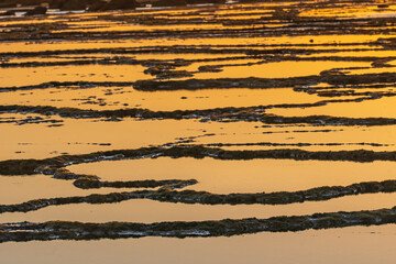 Fractals on the Trafalgar coast in the Meca pipes of Cadiz - Spain.