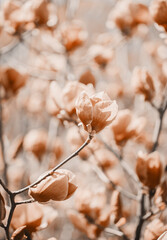 Spring magnolia flowers on the natural background. For this picture applied color toning effect