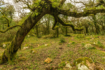 Alcornocales Natural Park in Algeciras - Cadiz.
