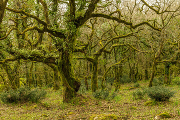 Naklejka premium Alcornocales Natural Park in Algeciras - Cadiz.