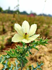 Yellow flower of Mexican Prickly Poppy also known as Argemone mexicana