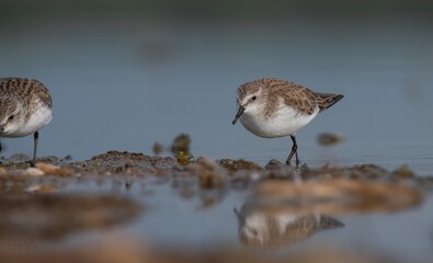 Little Stint (Calidris minuta) is a wetland bird that lives in the northern parts of the European and Asian continents. It feeds in swampy areas.