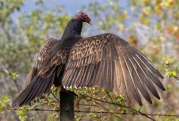 A Turkey Vulture (Cathartes aura) near Lake Tohopekaliga in Florida, USA