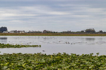 Lake Tohopekaliga near Kissimmee in Florida, USA