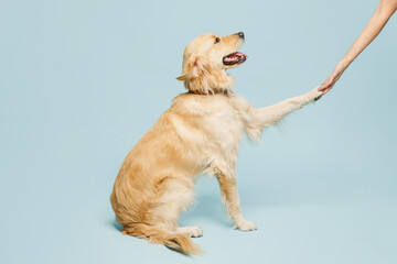 Full body side view golden retriever learning new command, dog giving paw to his female owner best friend isolated on plain pastel blue background studio. Take care about pet animal, contact concept.