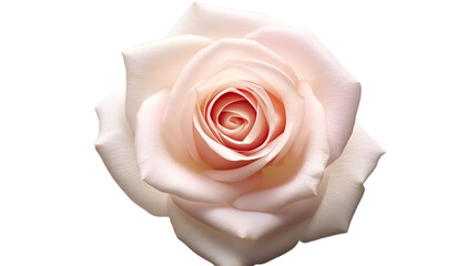 Rose Day isolated on transparent background, Generative ai.