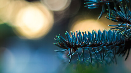 Macro d'épines de sapin, pendant le coucher du soleil