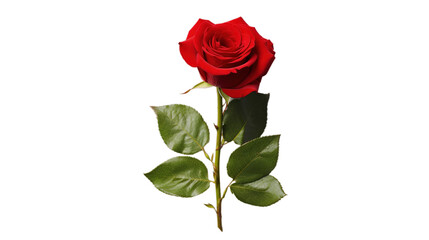 Rose Day isolated on transparent background, Generative ai.