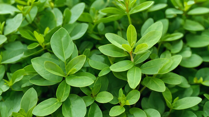 Green leaves background, fenugreek leaves plant, Medicine plant wallpaper, Fenugreek plant in field. Green Fenugreek . Fresh Green Fenugreek Leaves
