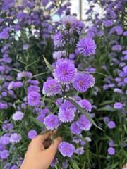 Purple Margaret Flowers in garden.