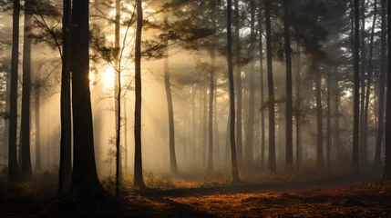 Deurstickers Mistige ochtendstond Morning fog among trees