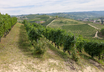 Fototapeta na wymiar Langhe vineyards near Grinzane Cavour. Unesco Site, Piedmont, Italy