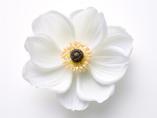 a white flower with yellow center - obrazy, fototapety, plakaty