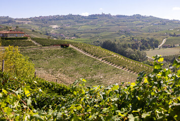 View of Langhe vineyards from Grinzane Cavour. UNESCO Site, Piedmont, Italy