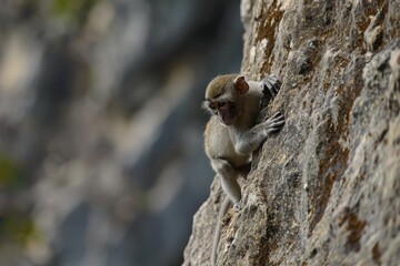 Climbing monkey. 