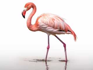 Fotobehang a flamingo standing in water © Eduard