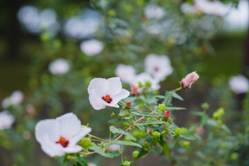 A park full of beautiful flowers in Nara Prefecture【Umamikyuryo Park】
