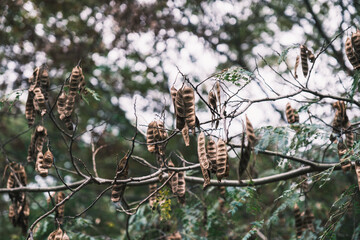 A park full of beautiful flowers in Nara Prefecture【Umamikyuryo Park】