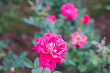 A park full of beautiful flowers in Nara Prefecture【Umamikyuryo Park】