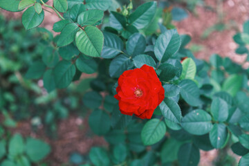 A park full of beautiful flowers in Nara Prefecture【Umamikyuryo Park】