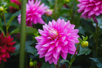 A park full of beautiful flowers in Nara Prefecture【Umamikyuryo Park】