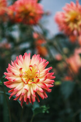 A park full of beautiful flowers in Nara Prefecture【Umamikyuryo Park】