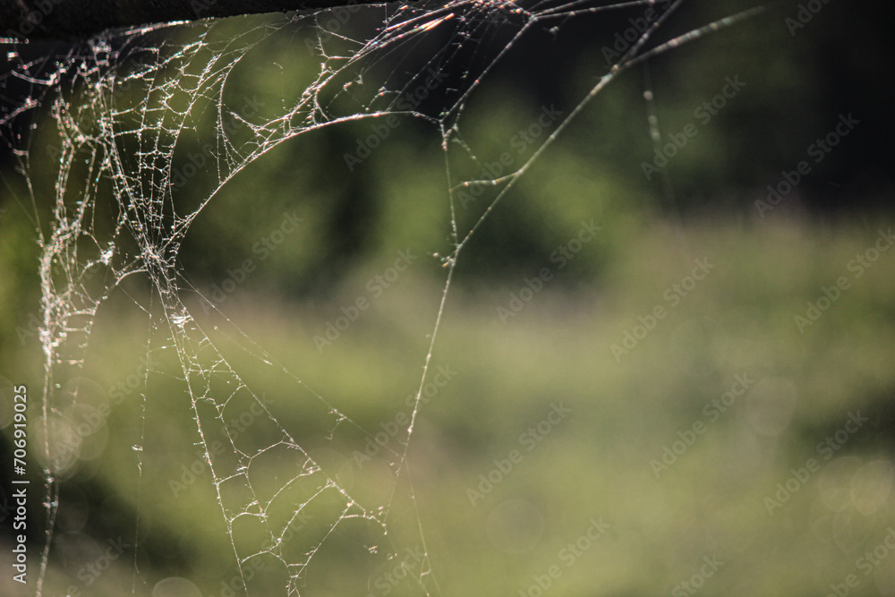 Wall mural morning dew on the web, close-up photo of spider web with green background.