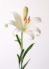 Background beauty botany flowers blooming blossom green white spring floral petal nature plant lily