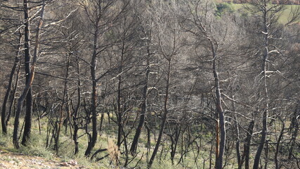 après le feu de forêt