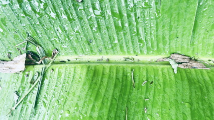 Picture of old green banana leaves There are water drops on the banana leaf. There are grass...