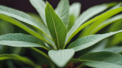 Close-up of a green plant, sage leaves plant, medicine plant,Closeup of fresh green leaves of sage on blurred background against sunlight in nature