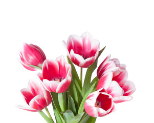 Bouquet of  pink and white Tulips isolated on white background.
