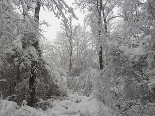 snow covered trees