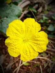 Yellow flower of sponge gourd vegetable