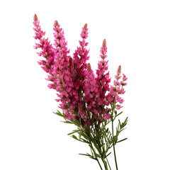 Heather flower isolated on transparent background