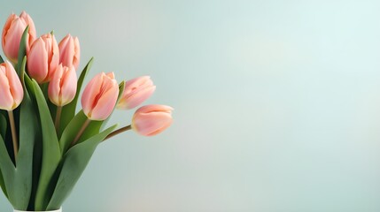 Fresh tulips on a light blue background.